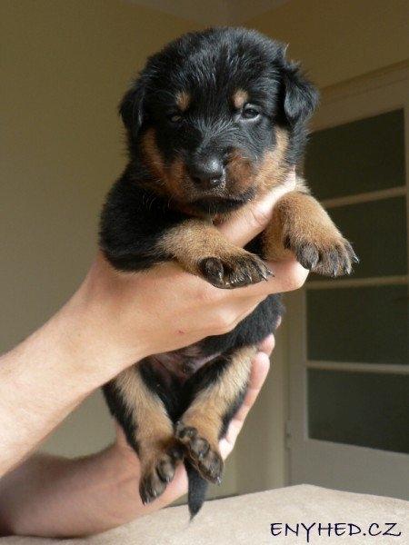 Beauceron Cosmo billede 14