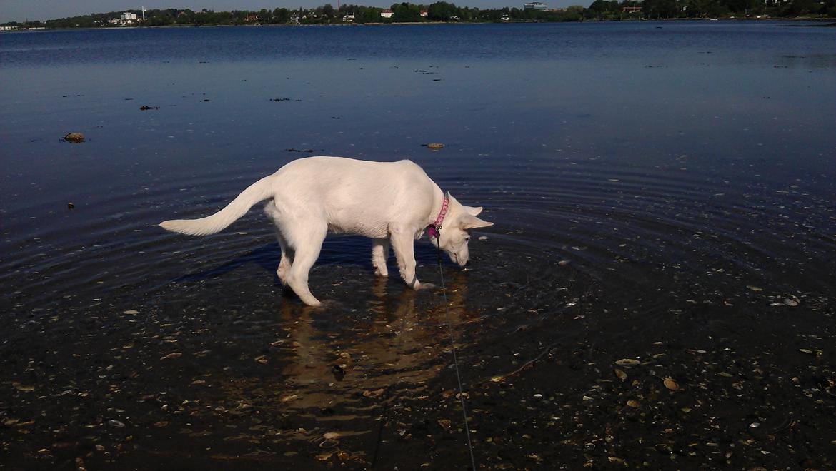 Hvid Schweizisk Hyrdehund Lucy - 30 maj 2012. Lucy leger i vand ved Husodde strand billede 9