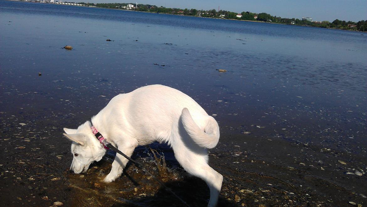 Hvid Schweizisk Hyrdehund Lucy - Det er bare hyggeligt ved vandet billede 10