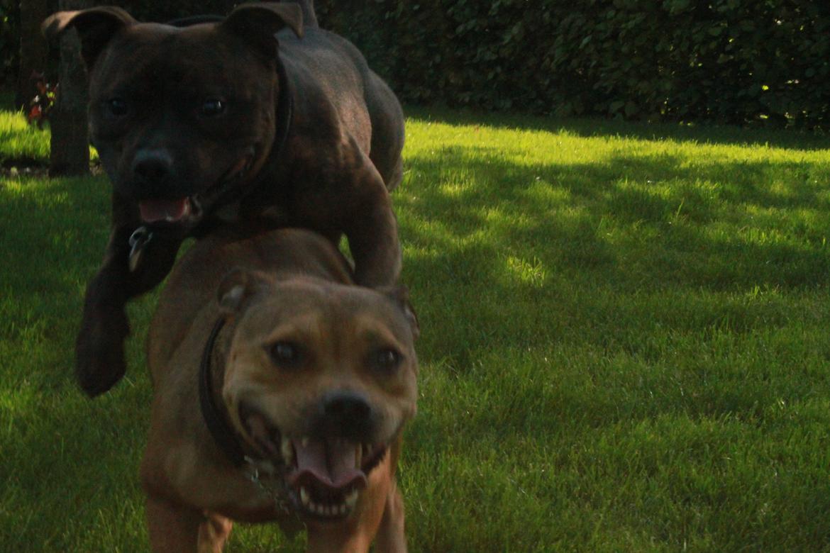 Staffordshire bull terrier Belila's Buddy - Buddy 14 mdr leger med Pil billede 18