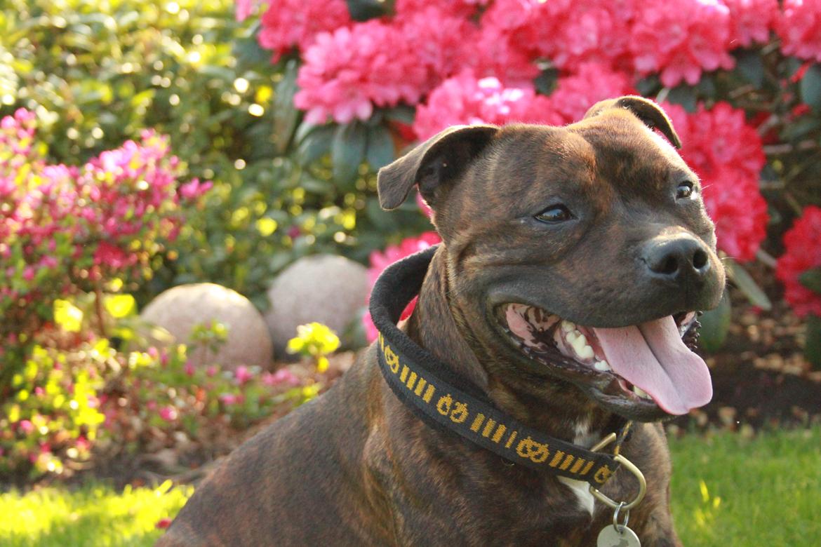 Staffordshire bull terrier Belila's Buddy - Min smukke dreng i mine forældres dejlig have - 14 mdr :-) billede 19