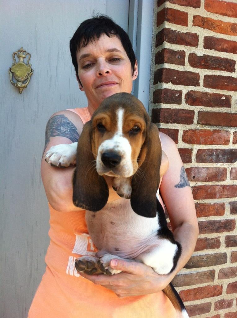 Basset hound Dalton - Dalton 9 uger billede 10