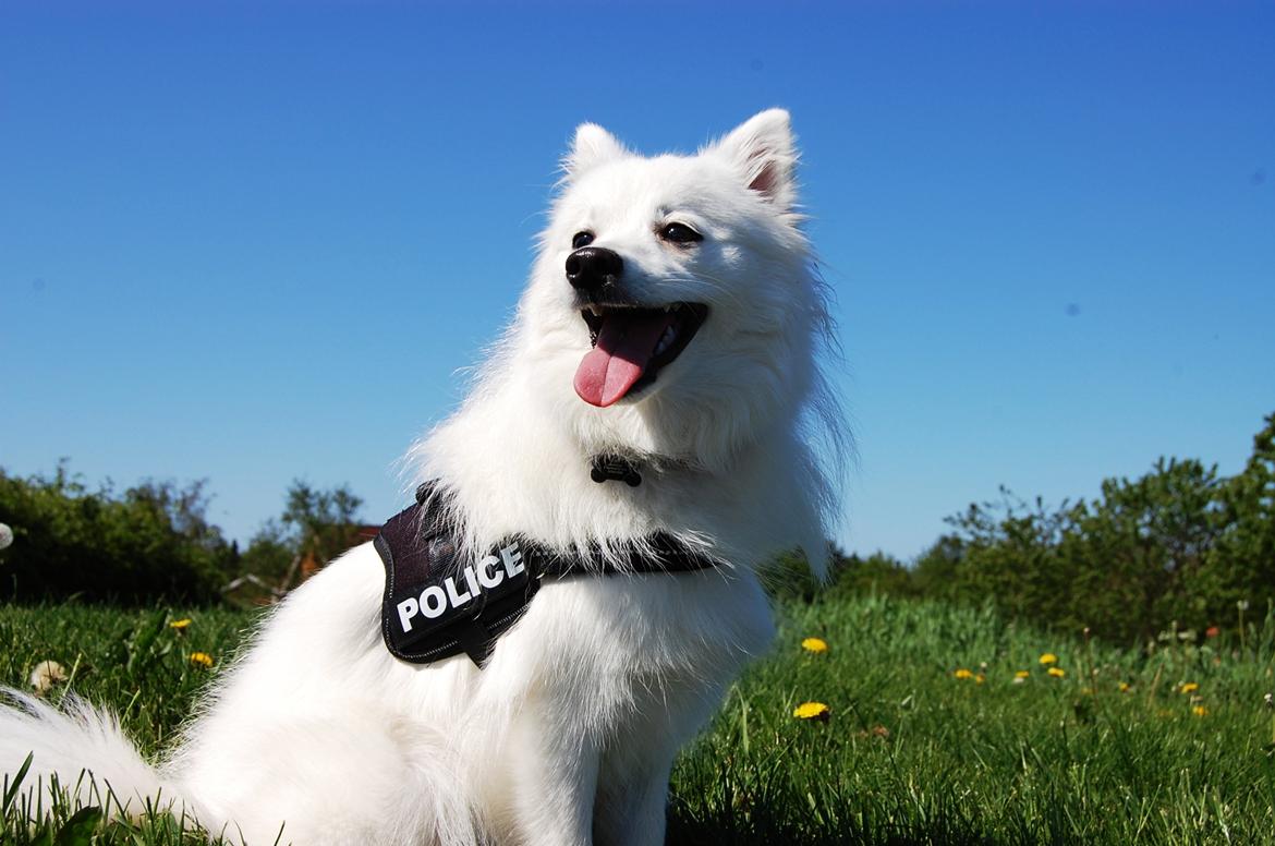 Japansk spids Selina - Velkommen til Selinas Profil!
Kig dig omkring :) billede 1