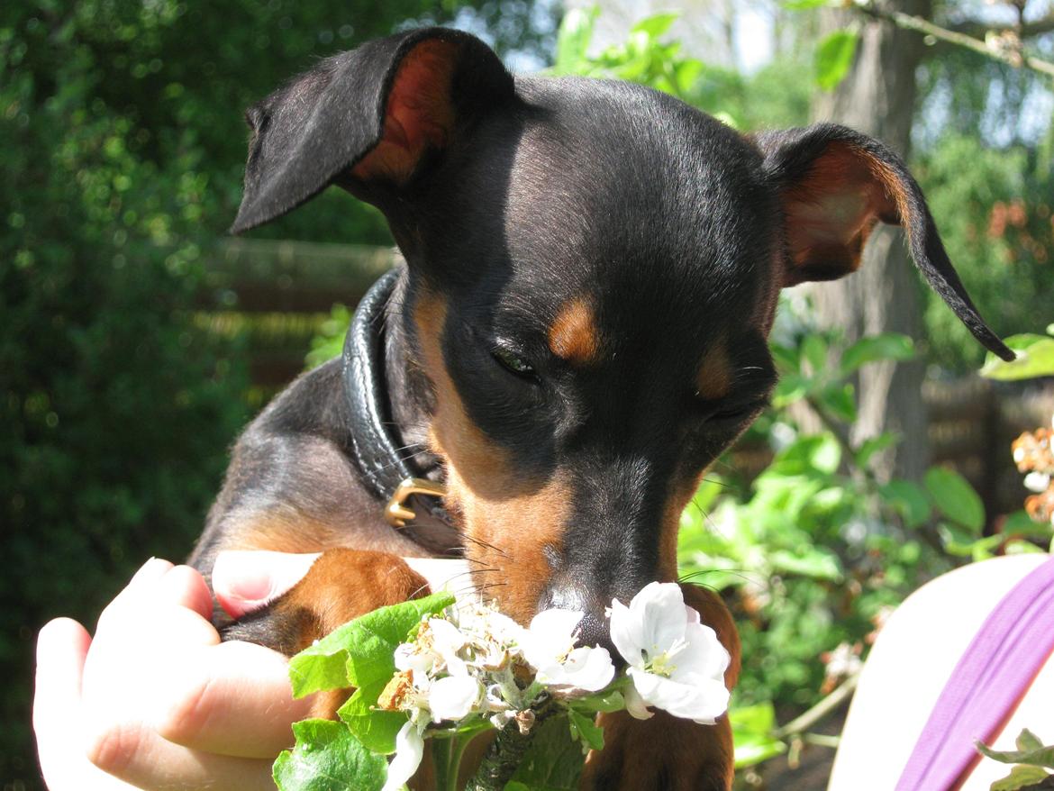 Prazsky krysarik Bølle - Bølle billede 1