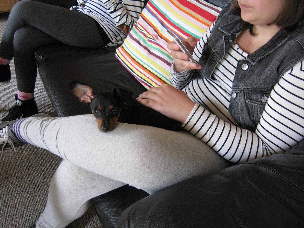 Prazsky krysarik Bølle billede 2