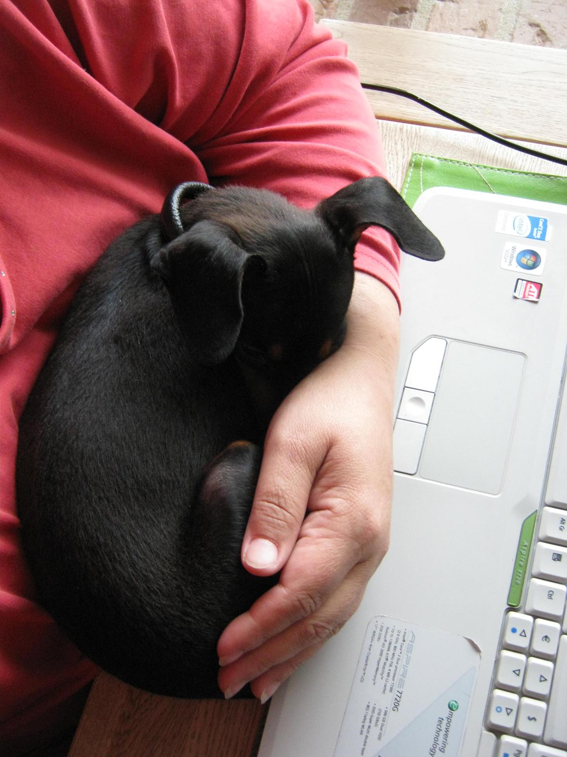 Prazsky krysarik Bølle billede 3