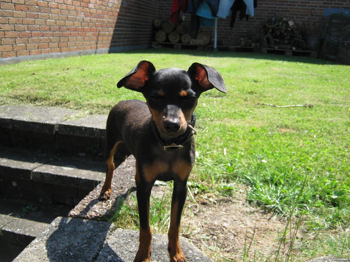 Prazsky krysarik Bølle billede 4