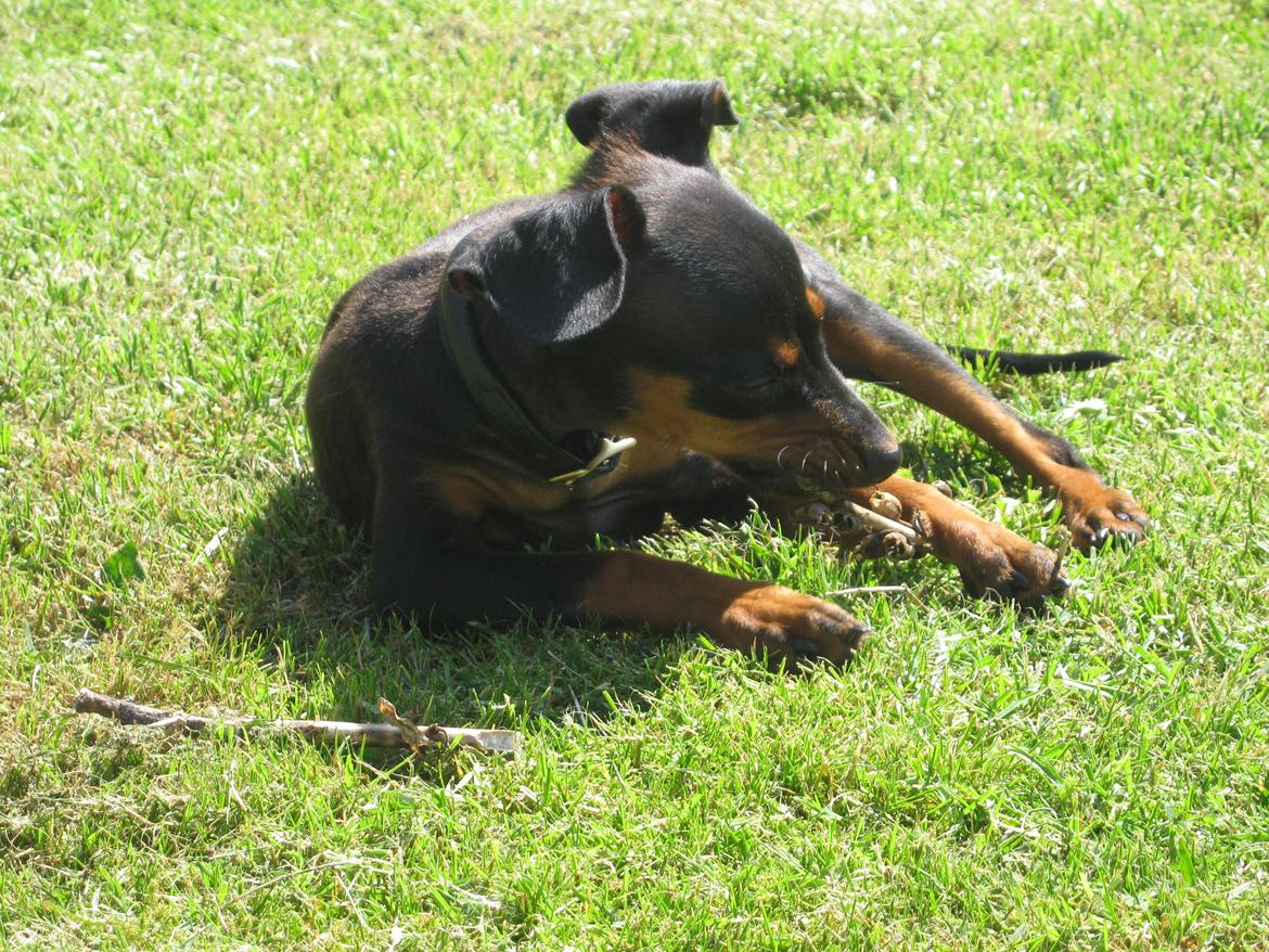 Prazsky krysarik Bølle billede 5