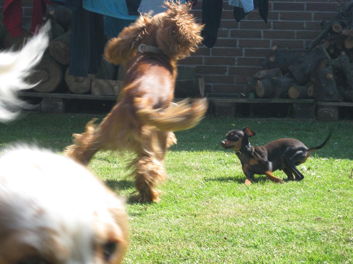 Prazsky krysarik Bølle billede 6