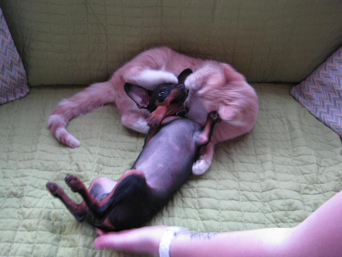 Prazsky krysarik Bølle billede 7