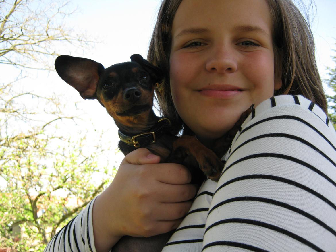 Prazsky krysarik Bølle billede 8