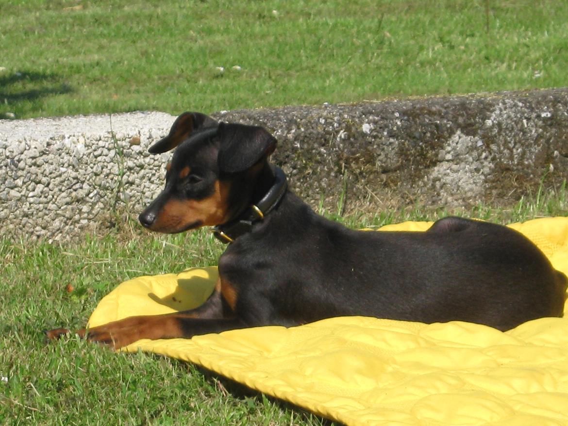 Prazsky krysarik Bølle billede 10