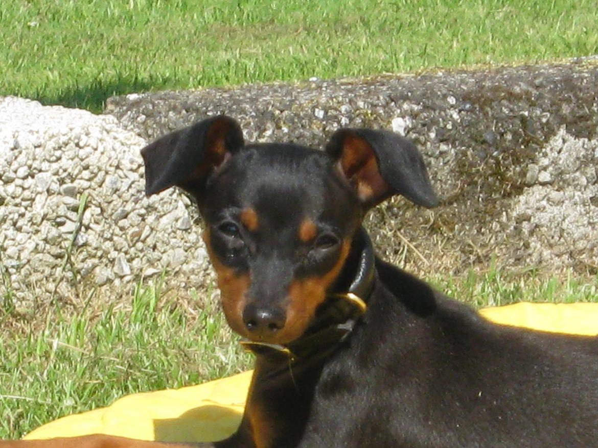 Prazsky krysarik Bølle billede 11