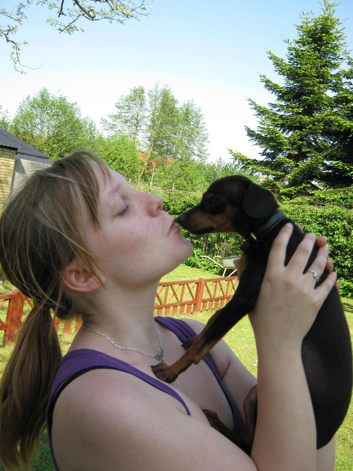 Prazsky krysarik Bølle billede 12