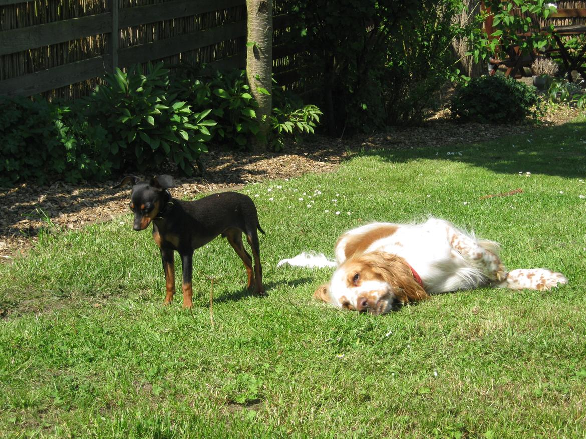 Prazsky krysarik Bølle billede 13