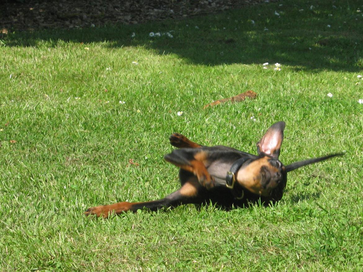 Prazsky krysarik Bølle billede 15