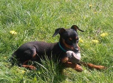 Prazsky krysarik Bølle billede 14