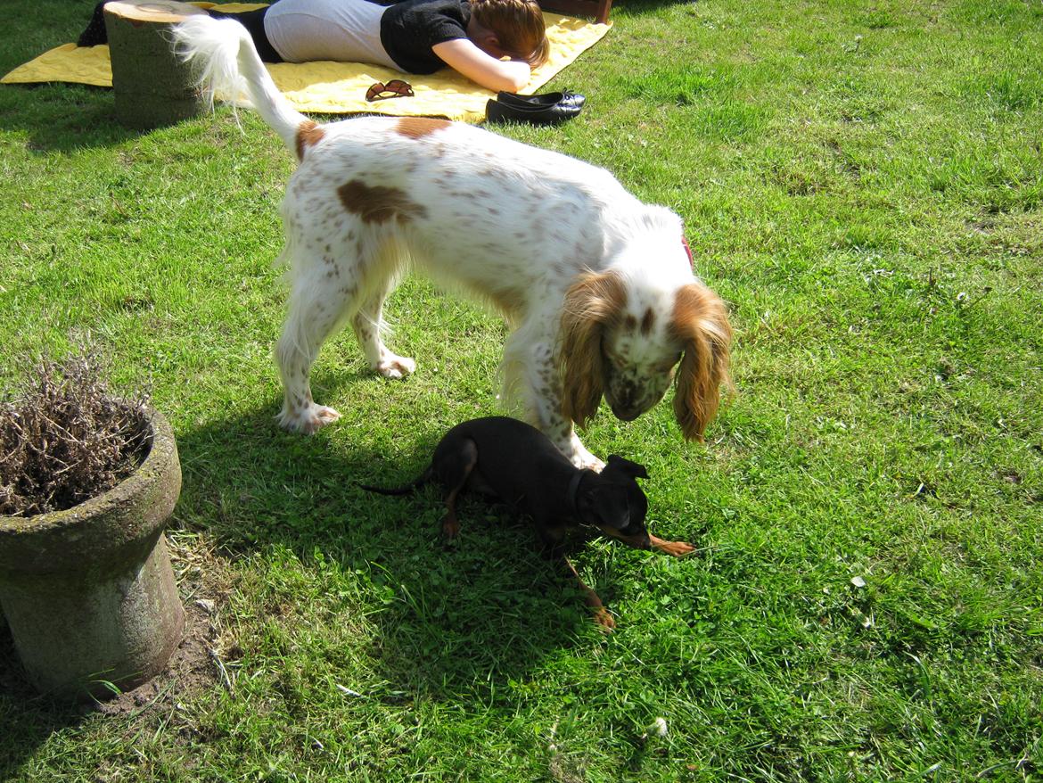 Cocker spaniel Nugga billede 11