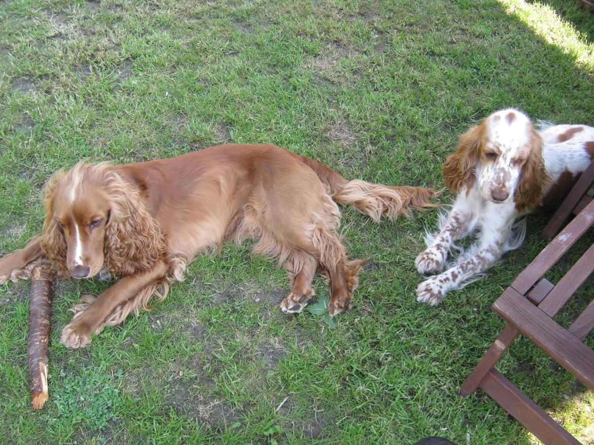 Cocker spaniel Nugga billede 12