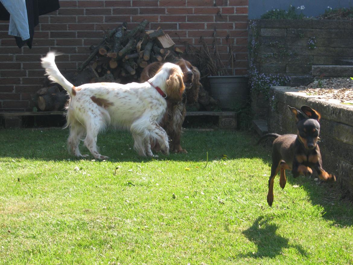 Cocker spaniel Nugga billede 13