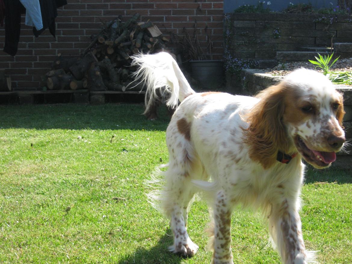 Cocker spaniel Nugga billede 14