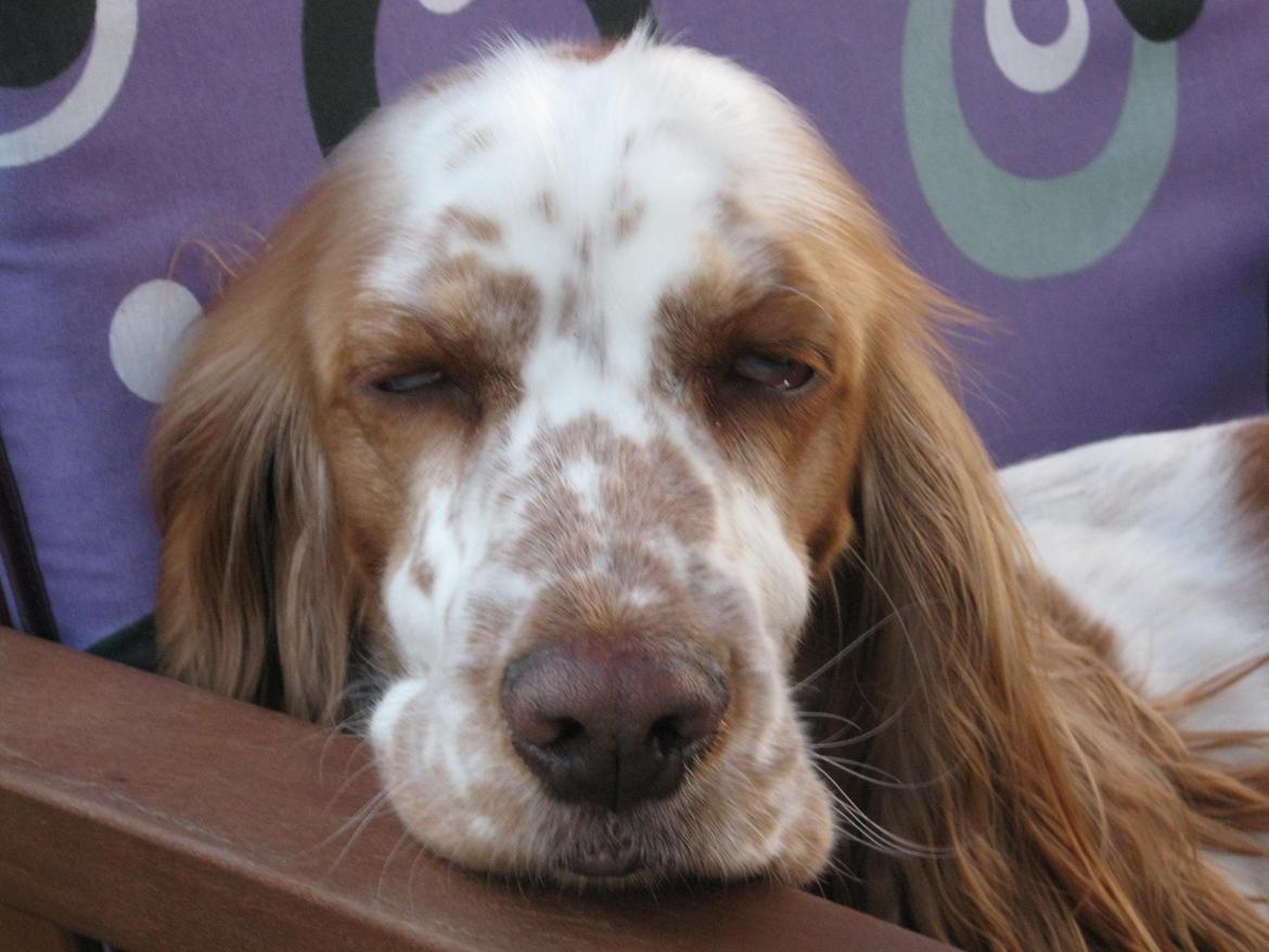 Cocker spaniel Nugga billede 15