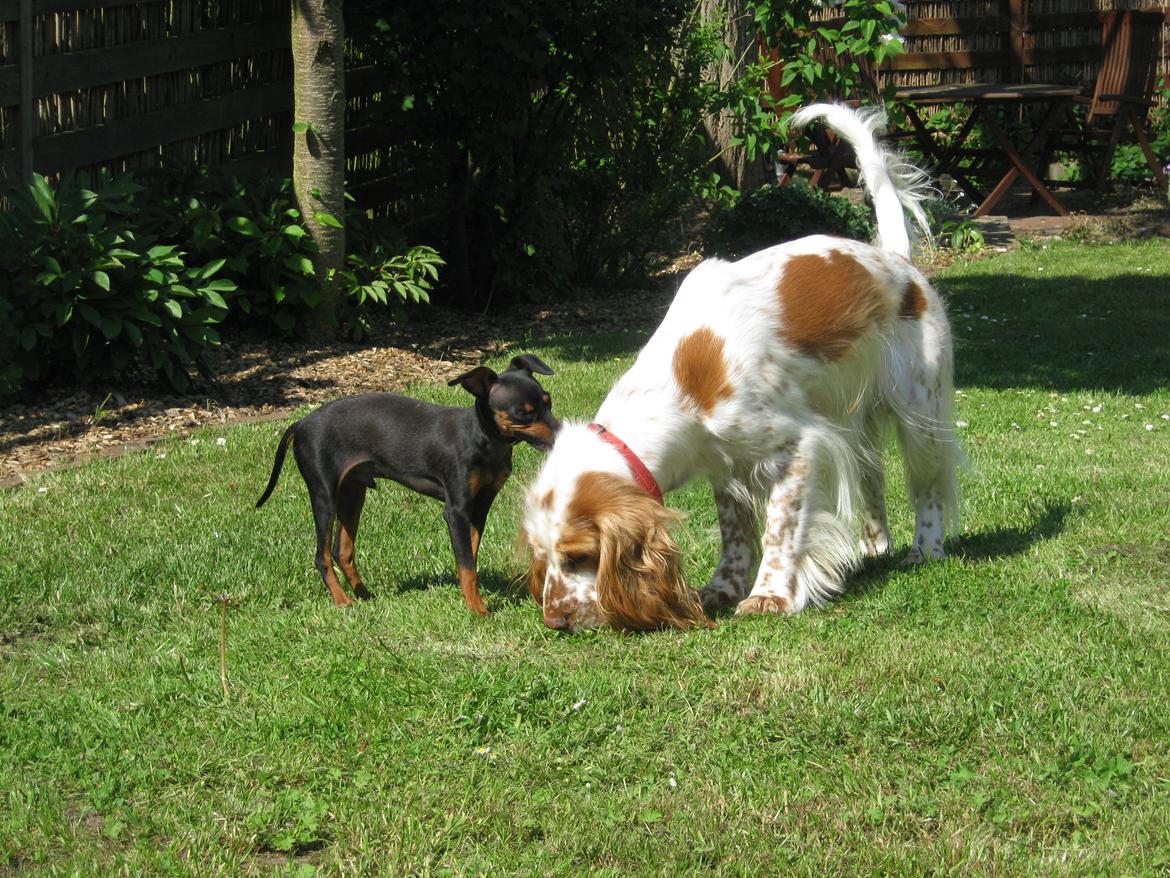 Cocker spaniel Nugga billede 16