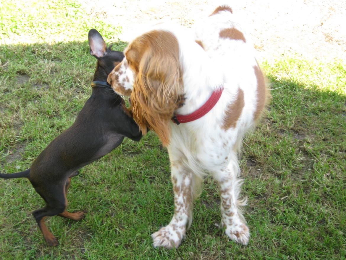 Cocker spaniel Nugga billede 17