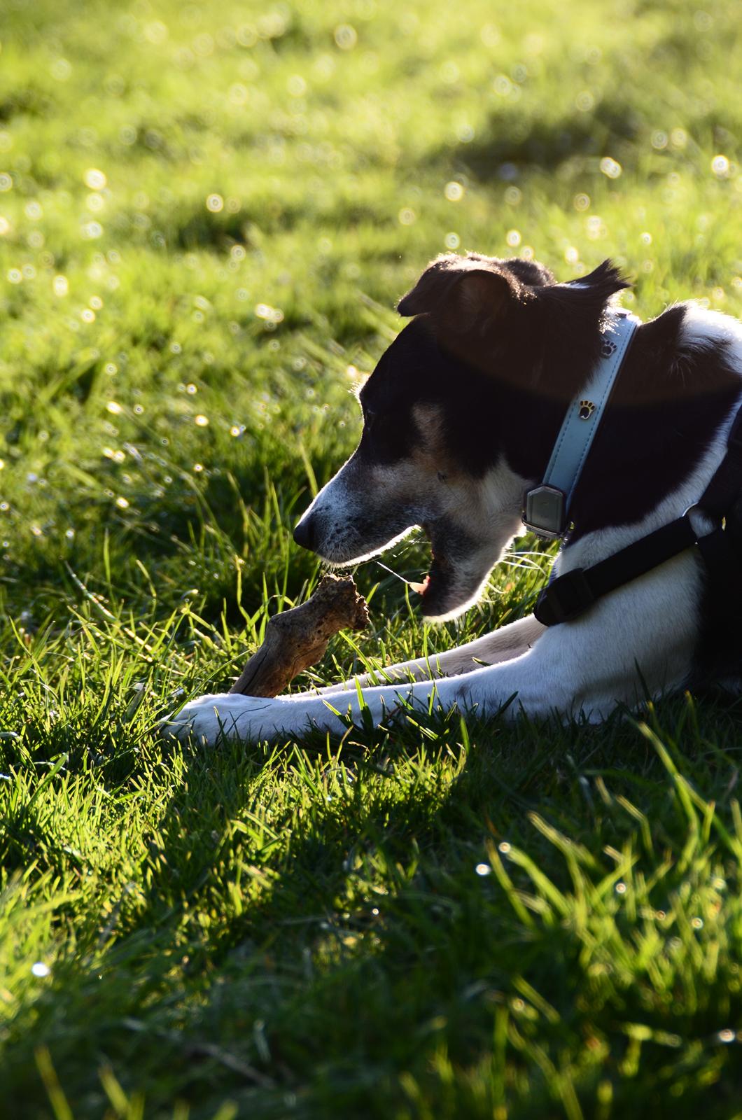 Dansk svensk gaardhund Gismo billede 18