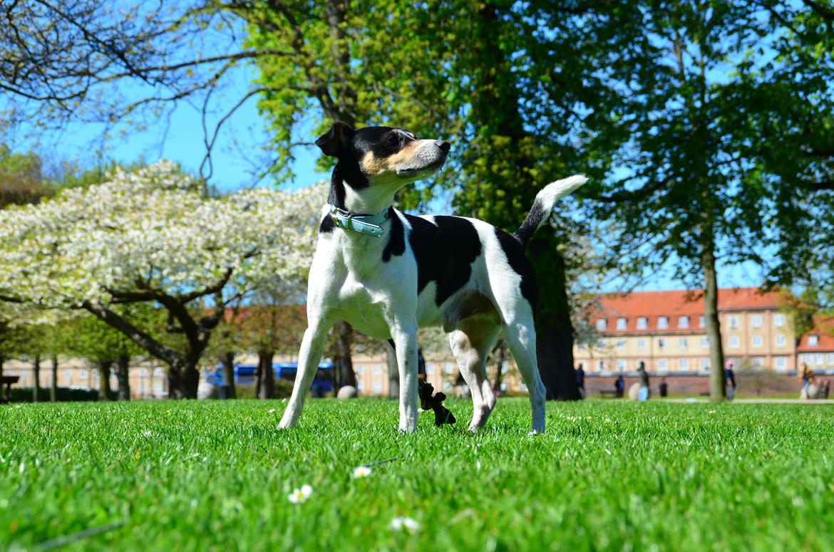 Dansk svensk gaardhund Gismo - I kongens have billede 8