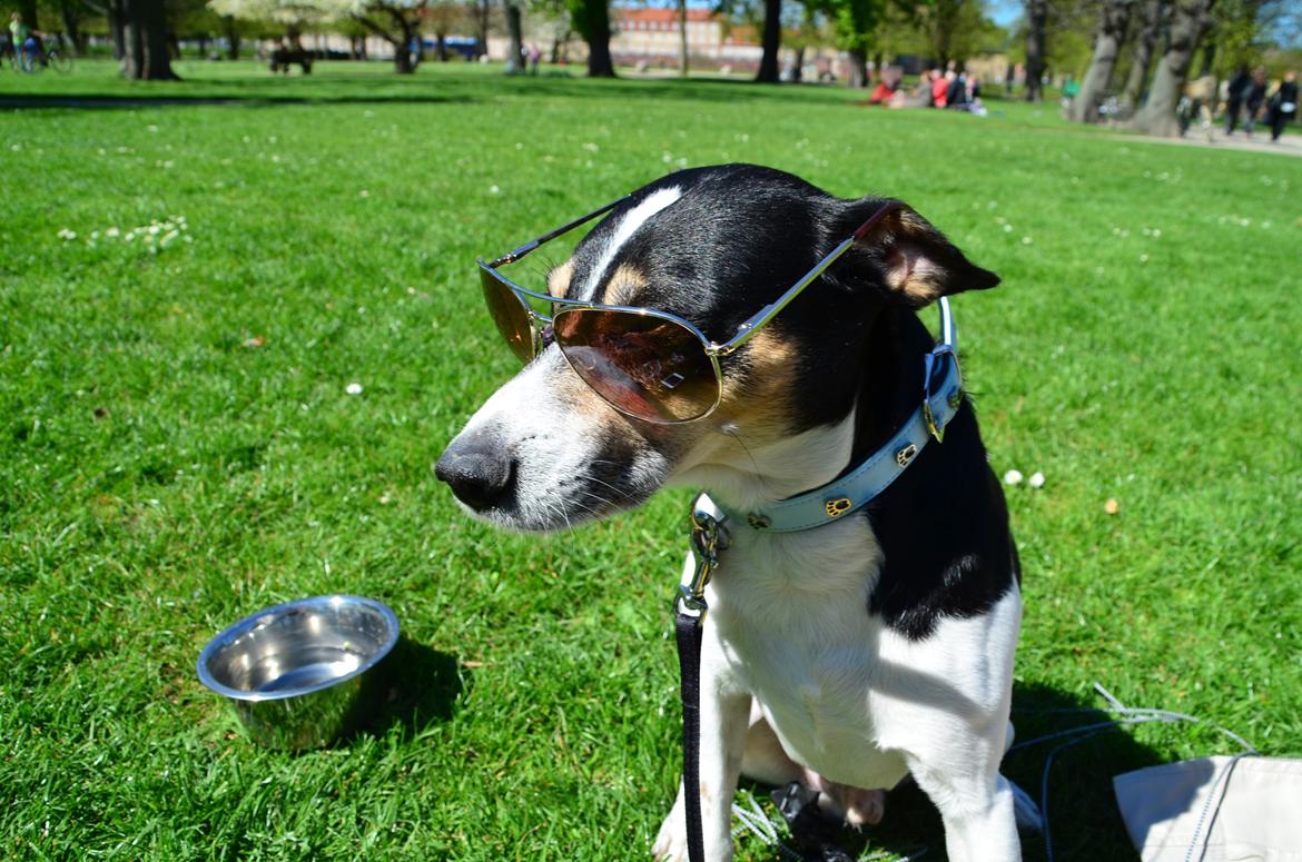 Dansk svensk gaardhund Gismo - "jeg er så G at jeg næsten er H!" billede 5