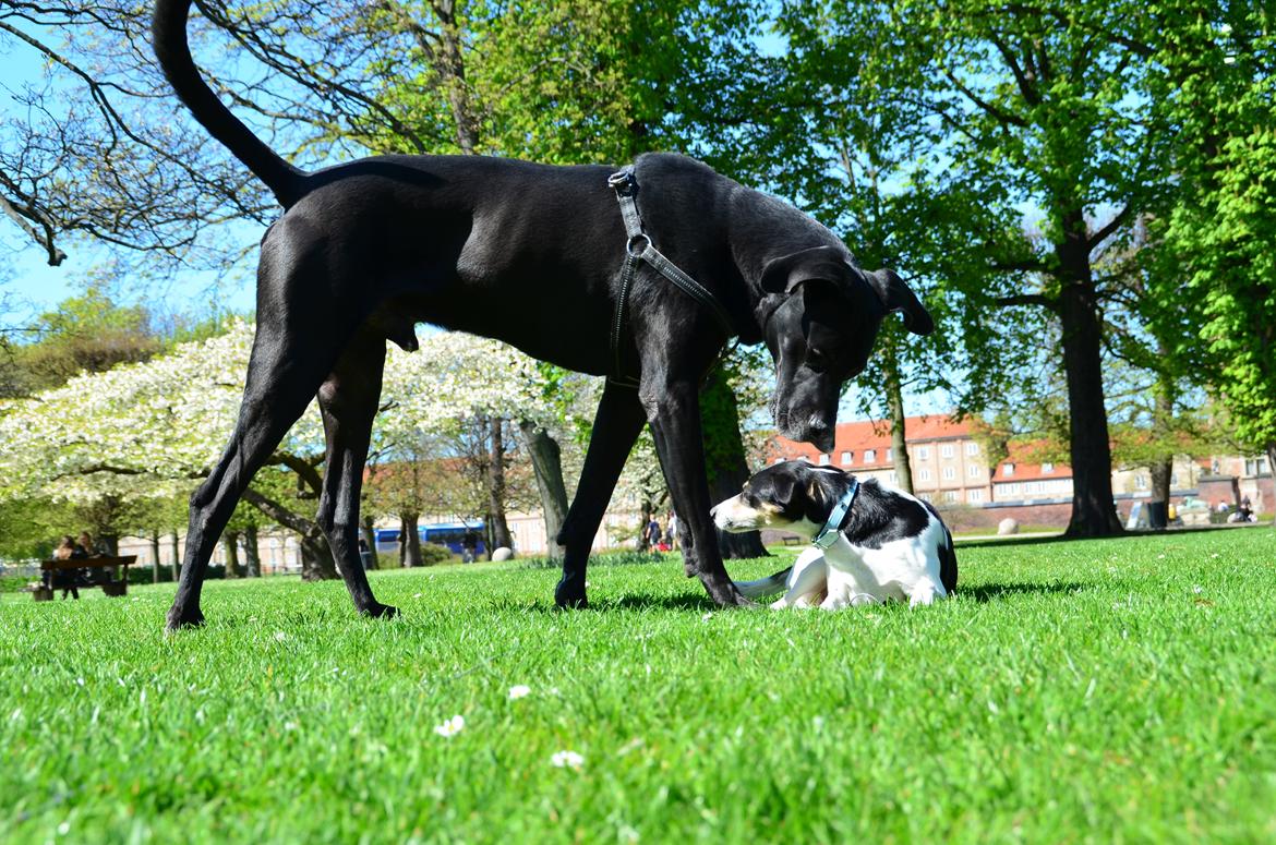 Dansk svensk gaardhund Gismo - "ups, den er stor!" billede 19