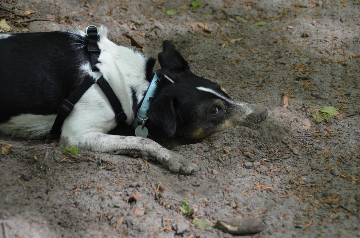 Dansk svensk gaardhund Gismo - Mmh, når man er våd er det bedste at rulle sig i jord! Gismo i skoven billede 20