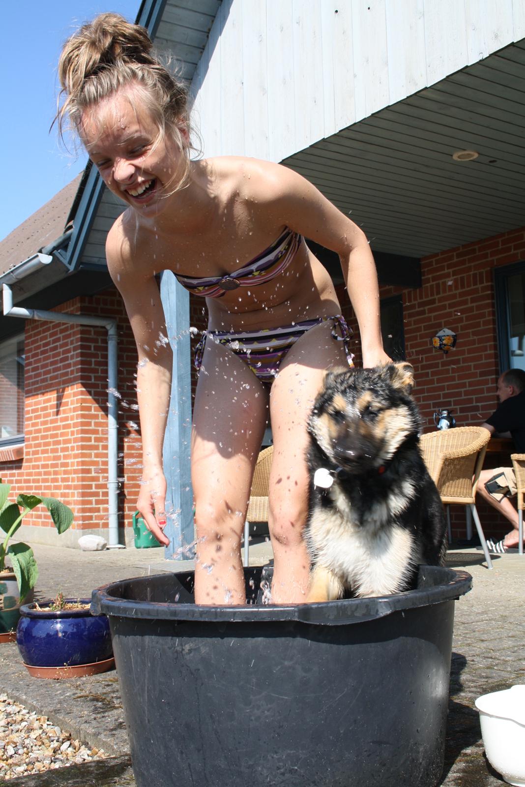 Schæferhund | Coco - Leger i balje med vand! - 23/5-2012. | Foto: Søster billede 3