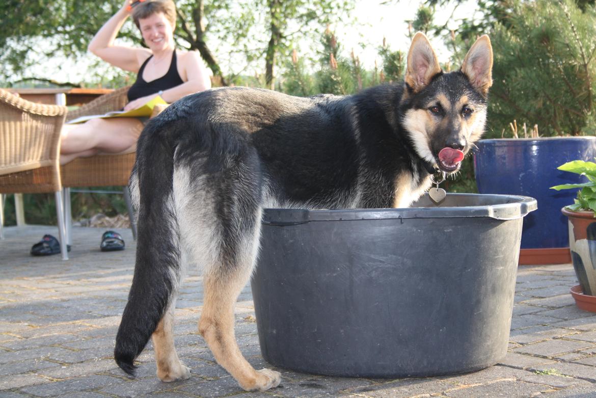 Schæferhund | Coco - I baljen! - 22/5-2012. | Foto: Monica Høgh billede 21