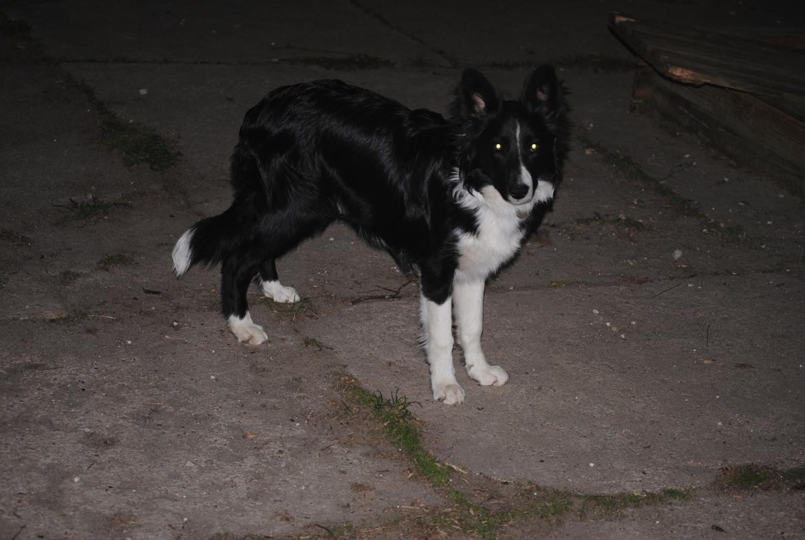 Border collie Solfari Auri - Aston 7 mdr gammel billede 2