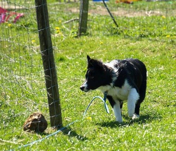 Border collie Solfari Auri - arbejde på fangefold billede 3