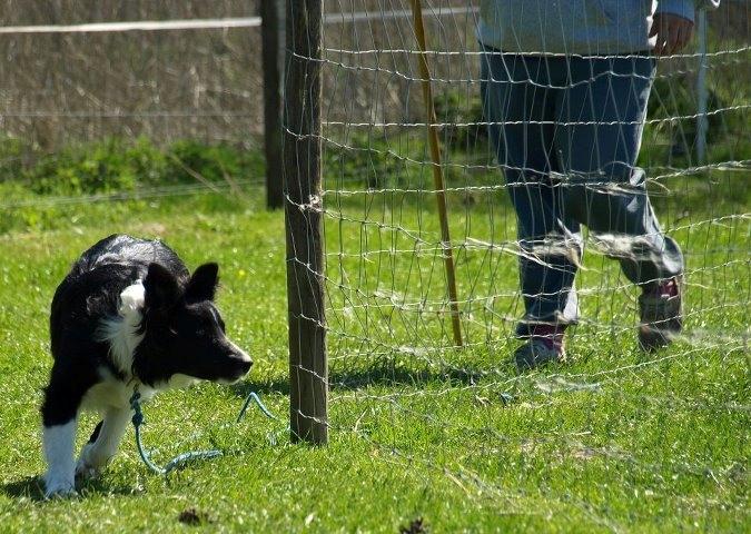 Border collie Solfari Auri - arbejde på fangefold billede 4