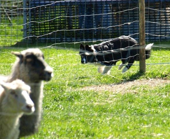 Border collie Solfari Auri - tænder skam på får - uha det er sjovt at arbejde på fangefold billede 1