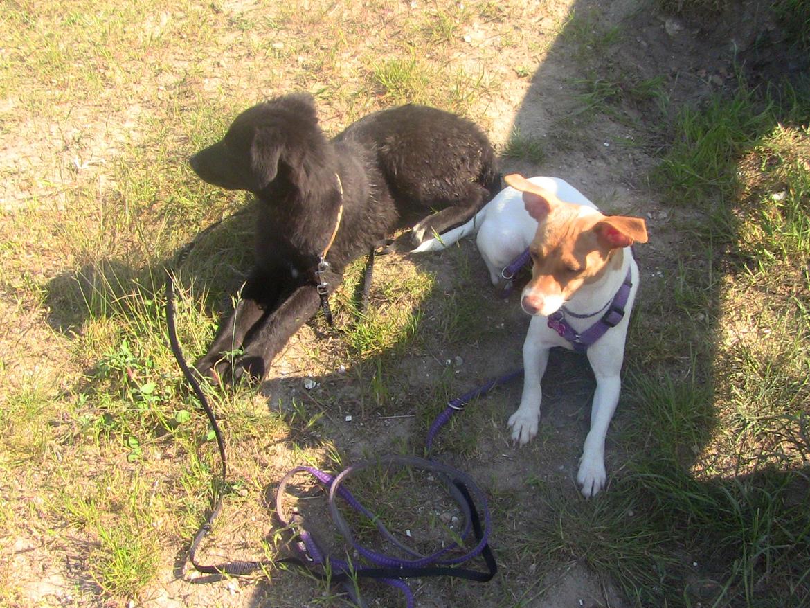 Dansk svensk gaardhund Lulu billede 8