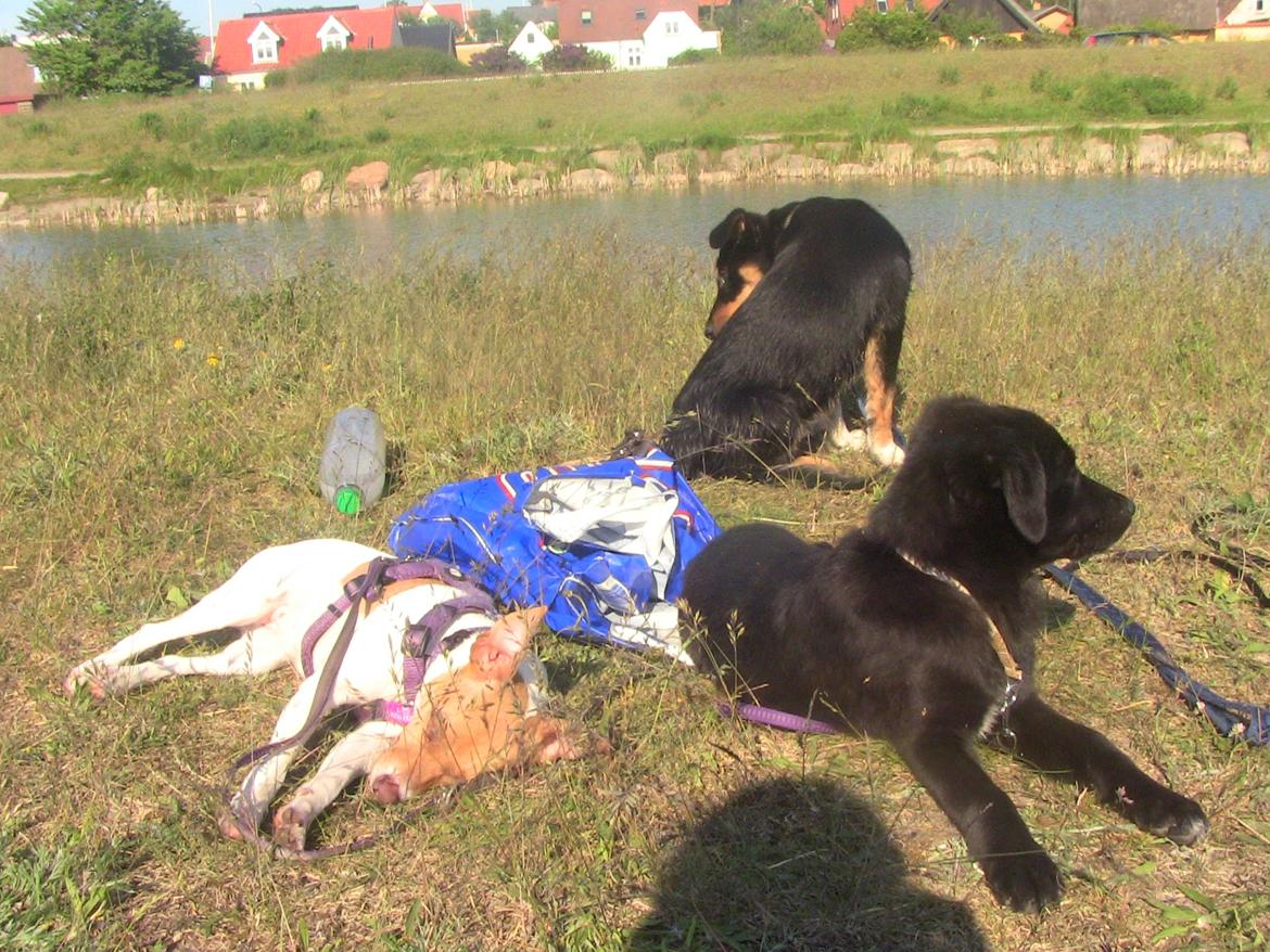 Dansk svensk gaardhund Lulu billede 9