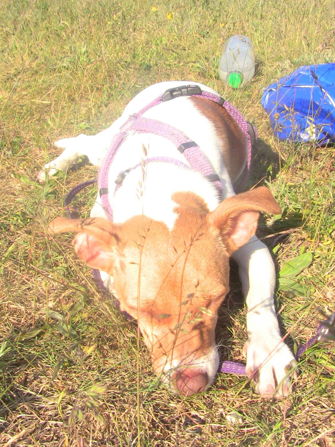 Dansk svensk gaardhund Lulu billede 10