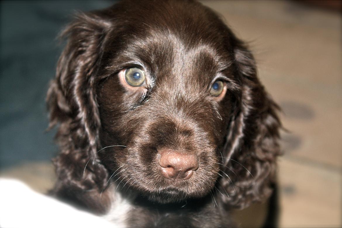 Cocker spaniel Agnes billede 6