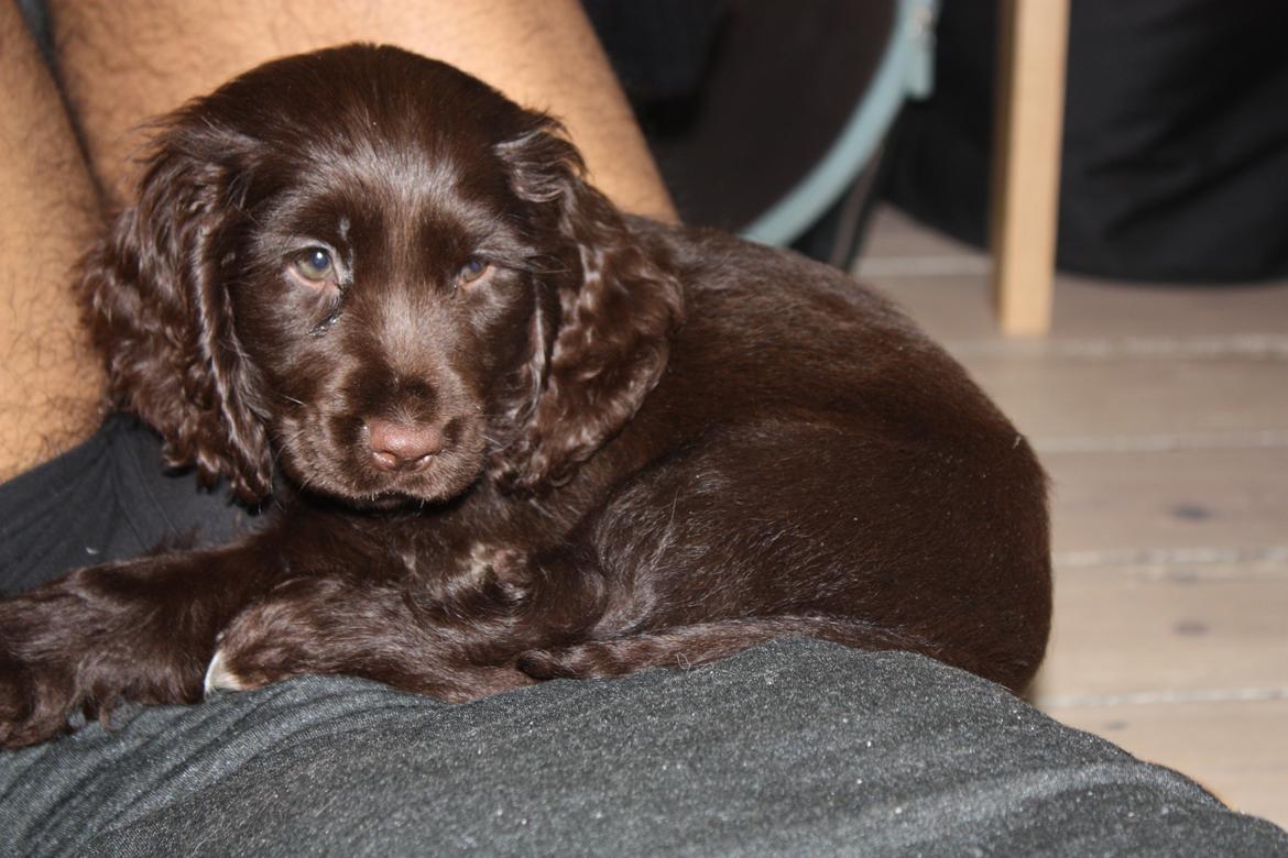 Cocker spaniel Agnes billede 7