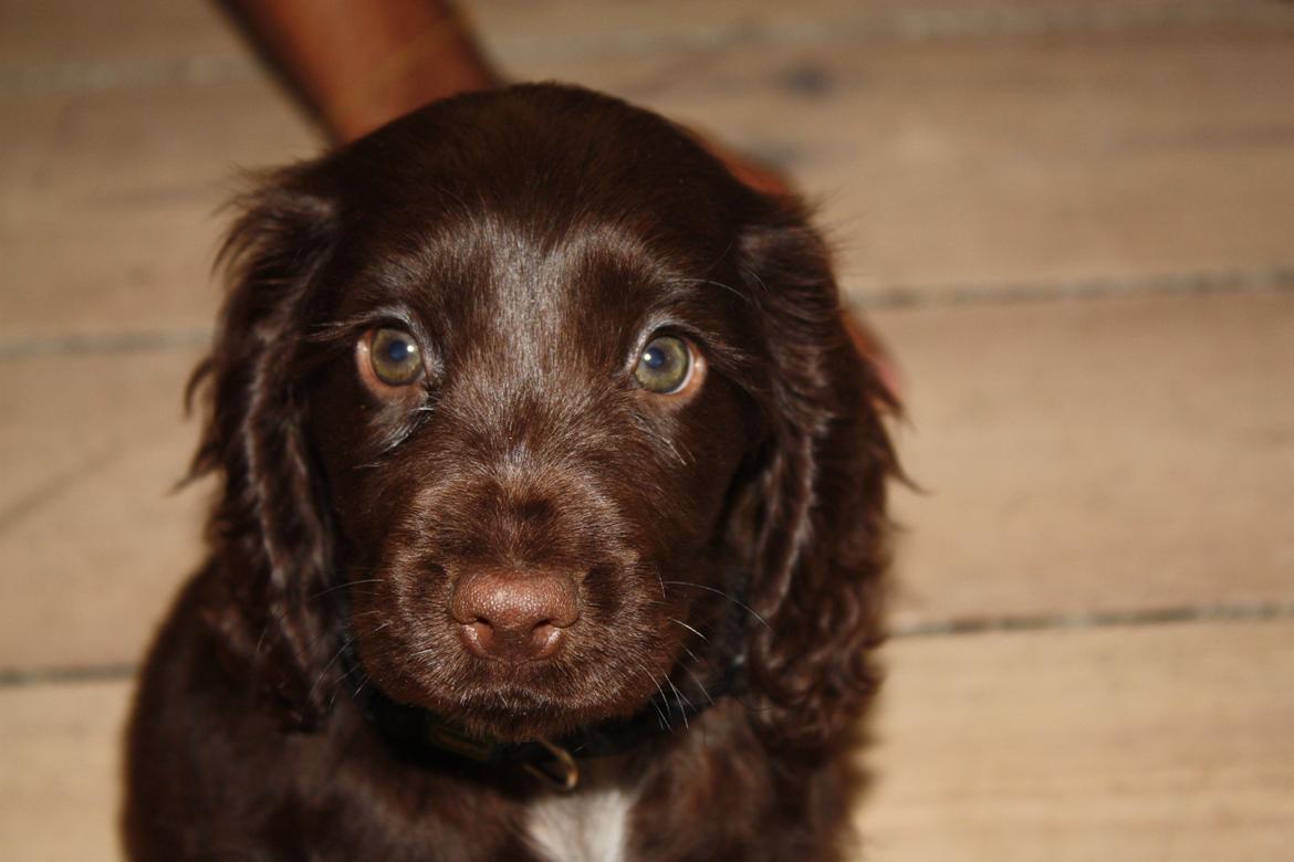 Cocker spaniel Agnes billede 8
