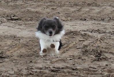 Chihuahua Boris billede 4