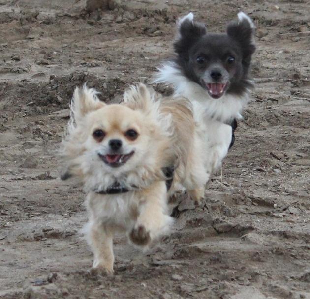 Chihuahua Boris billede 5