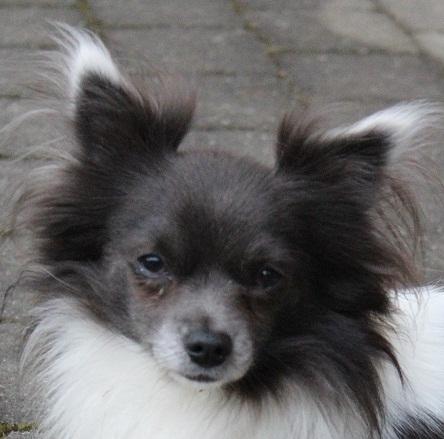 Chihuahua Boris billede 6