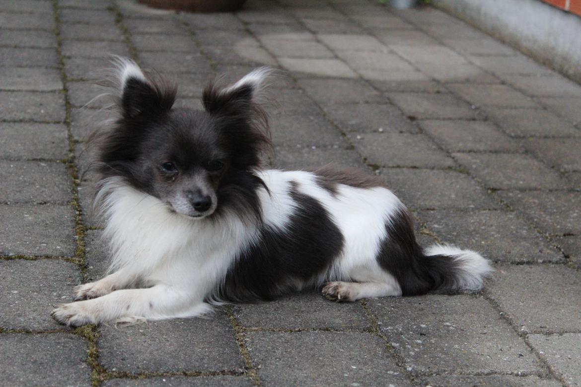 Chihuahua Boris billede 7