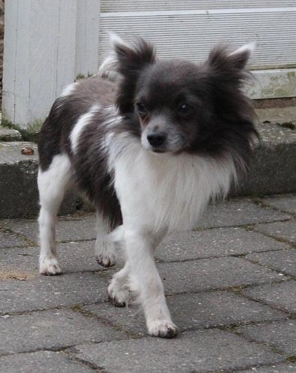 Chihuahua Boris billede 8